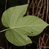 Ipomoea indica (Burm.) Merr.